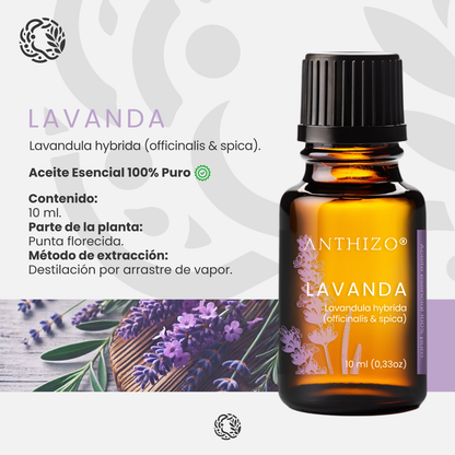 Aceite Esencial Lavanda (Lavandula hybrida), 100% Puro, Sueño, Ansiedad y Quemaduras, ANTHIZO 10ml