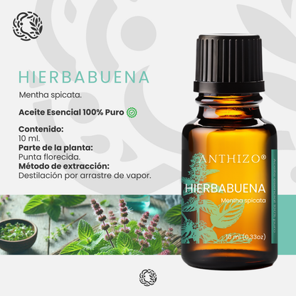 Aceite Esencial Hierbabuena (Mentha spicata), 100% Puro,  Relajante Muscular, ANTHIZO 10ml