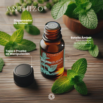 Aceite Esencial Hierbabuena (Mentha spicata), 100% Puro,  Relajante Muscular, ANTHIZO 10ml
