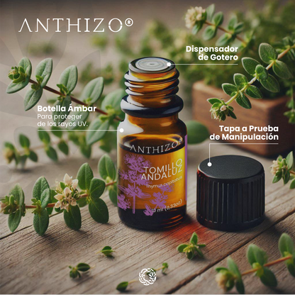 Aceite Esencial Orégano España / Tomillo Andaluz (Thymus capitatus), 100% Puro, Antimicrobiano ANTHIZO 10ml