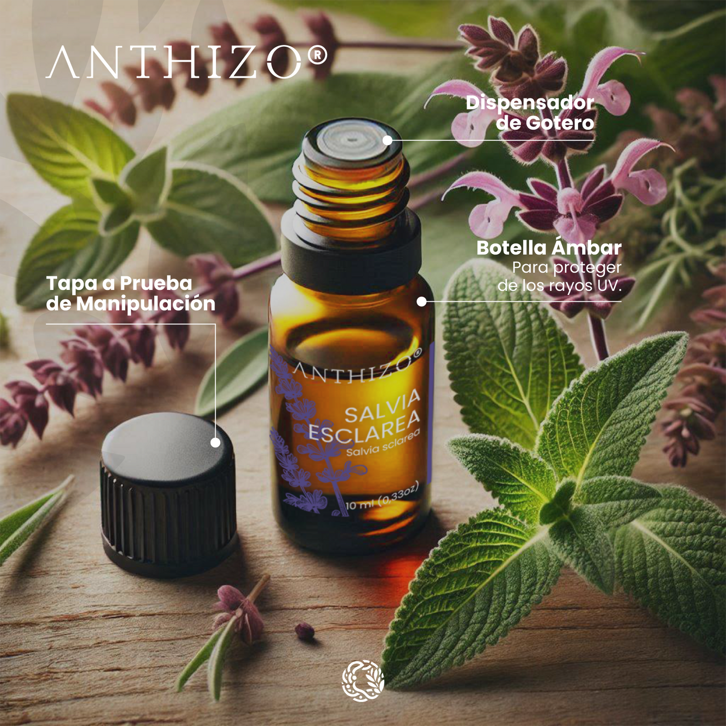 Planta Salvia origen botánico – Aceite esencial Salvia Esclarea
