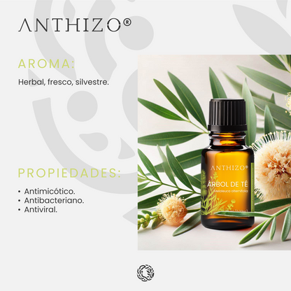 Aceite Esencial Árbol de Té (Melaleuca alternifolia), 100% Puro, Antimicótico, Antiséptico y Acné, ANTHIZO 10ml