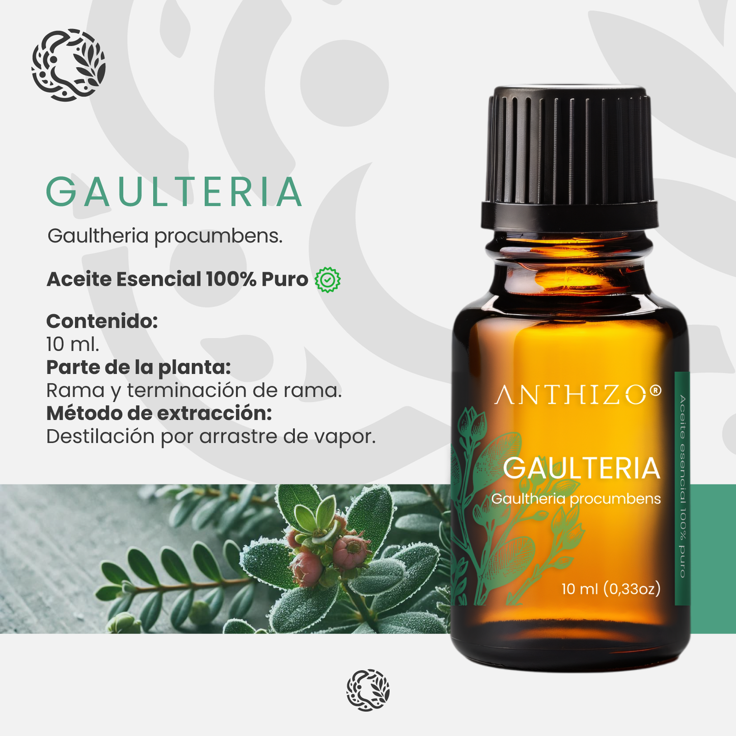 Aceite Esencial Gaulteria (Wintergreen) (Gaultheria procumbens), 100% Puro, Analgésico y Dolor Muscular, ANTHIZO 10ml