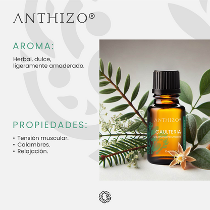 Aceite Esencial Gaulteria (Wintergreen) (Gaultheria procumbens), 100% Puro, Analgésico y Dolor Muscular, ANTHIZO 10ml