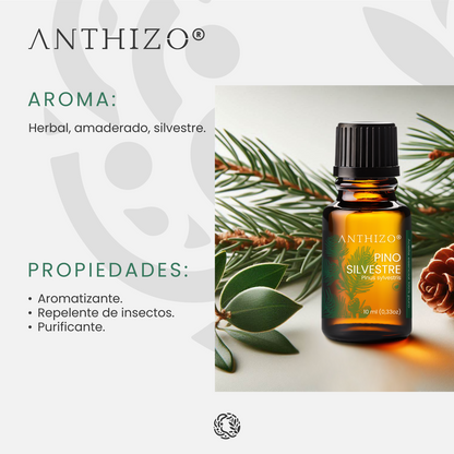Aceite Esencial Pino Silvestre (Pinus sylvestris), ORGÁNICO, Purificante, Repelente y Bienestar Respiratorio, ANTHIZO 10ml