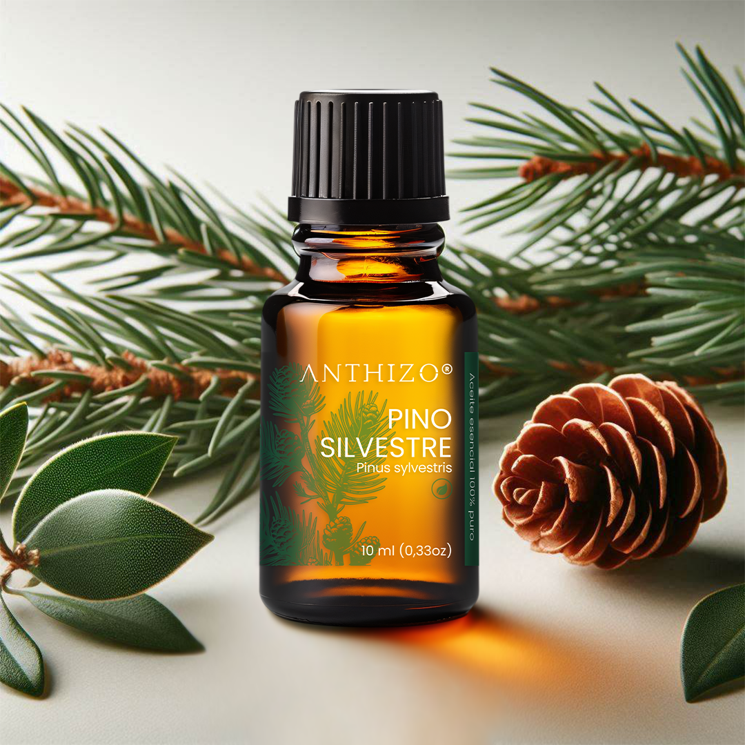 Aceite Esencial Pino Silvestre (Pinus sylvestris), ORGÁNICO, Purificante, Repelente y Bienestar Respiratorio, ANTHIZO 10ml