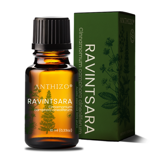 Aceite Esencial Ravintsara (Cinnamomum camphora), ORGÁNICO, Refuerzo Inmunológico, Antiviral y Descongestión, ANTHIZO 10ml