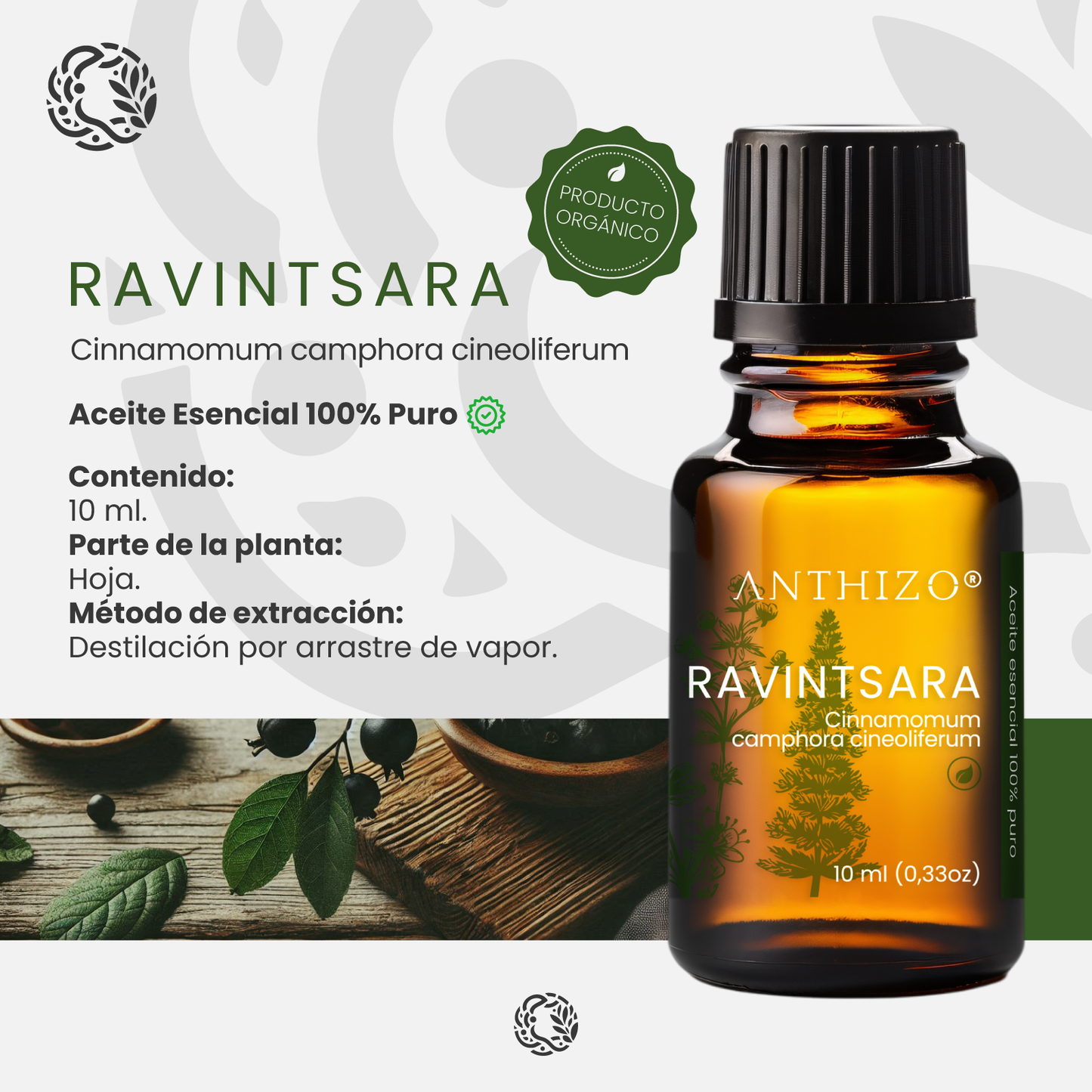 Aceite Esencial Ravintsara (Cinnamomum camphora), ORGÁNICO, Refuerzo Inmunológico, Antiviral y Descongestión, ANTHIZO 10ml