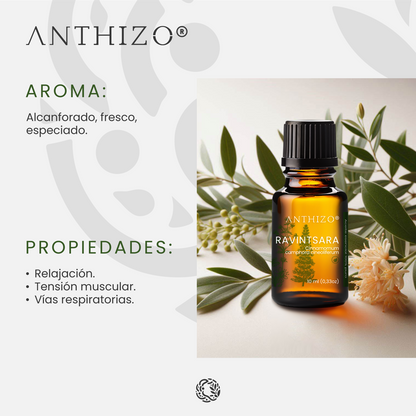 Aceite Esencial Ravintsara (Cinnamomum camphora), ORGÁNICO, Refuerzo Inmunológico, Antiviral y Descongestión, ANTHIZO 10ml