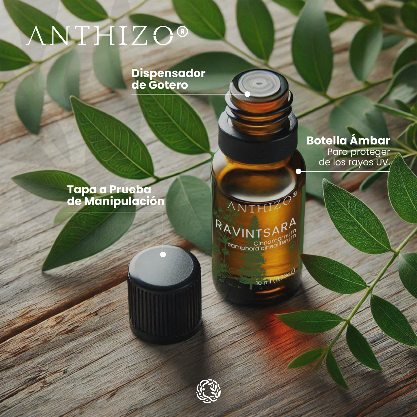 Aceite Esencial Ravintsara (Cinnamomum camphora), ORGÁNICO, Refuerzo Inmunológico, Antiviral y Descongestión, ANTHIZO 10ml