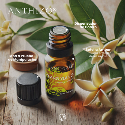 Aceite Esencial Ylang Ylang (Cananga odorata), ORGÁNICO, Cabello Brillante, Sebo Capilar y Afrodisíaco, ANTHIZO 10ml