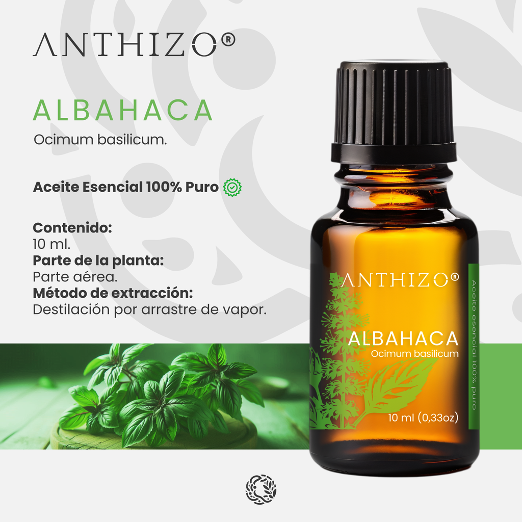 Aceite Esencial de Albahaca (Ocimum basilicum), 100% Puro, ANTHIZO