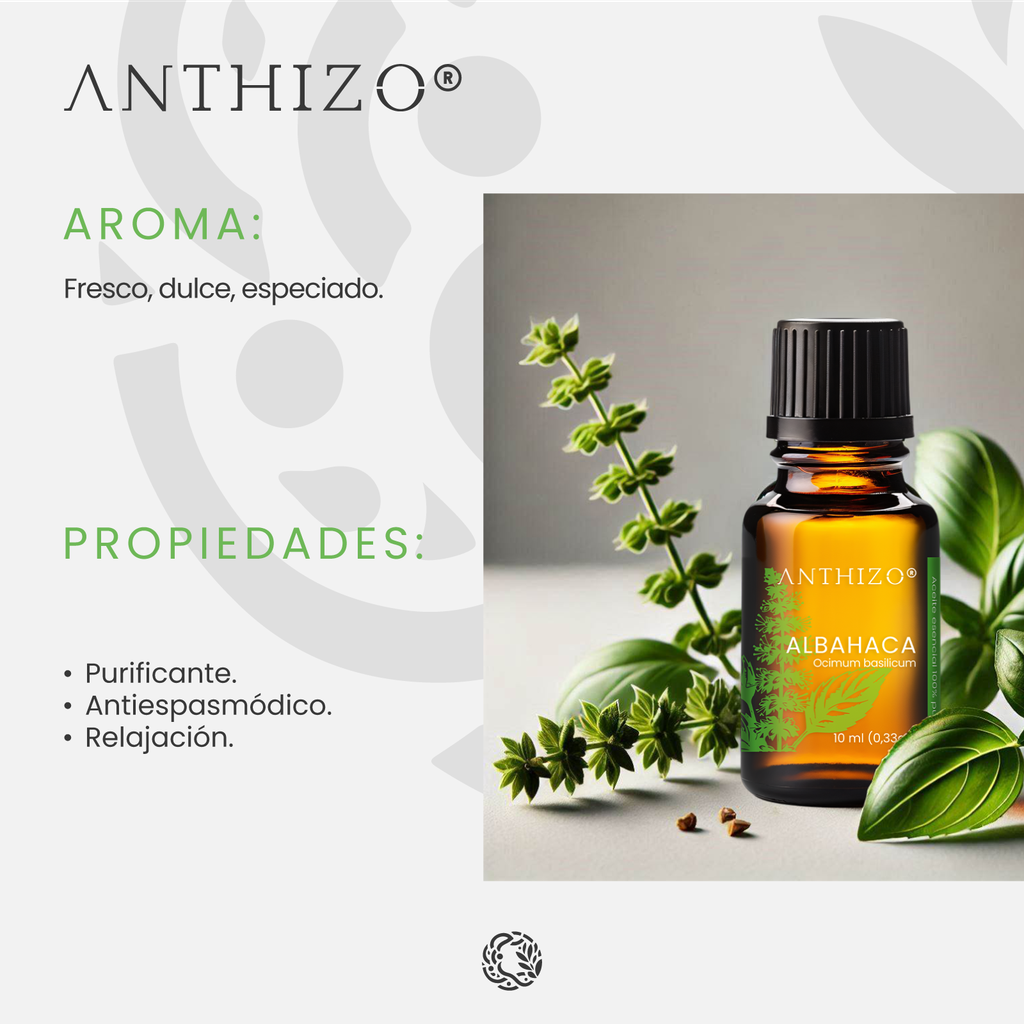Aceite Esencial de Albahaca (Ocimum basilicum), 100% Puro, ANTHIZO