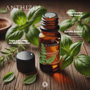 Aceite Esencial de Albahaca (Ocimum basilicum), 100% Puro, ANTHIZO